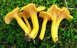 Craterellus ignicolor.